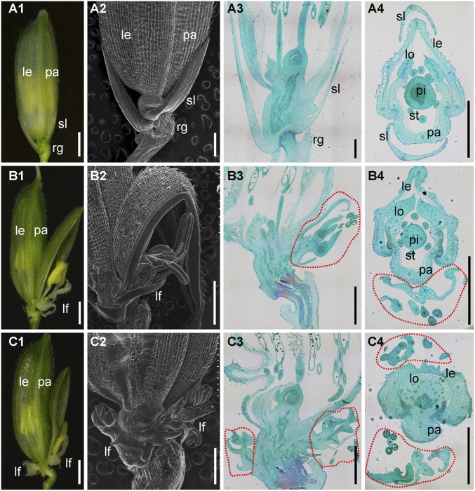 LATERAL FLORET 1 induced the three-florets spikelet in rice - PMC