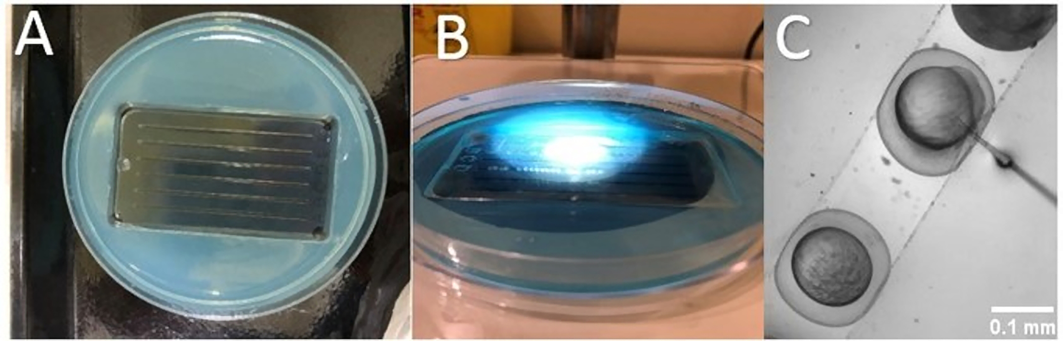 Figure 1: