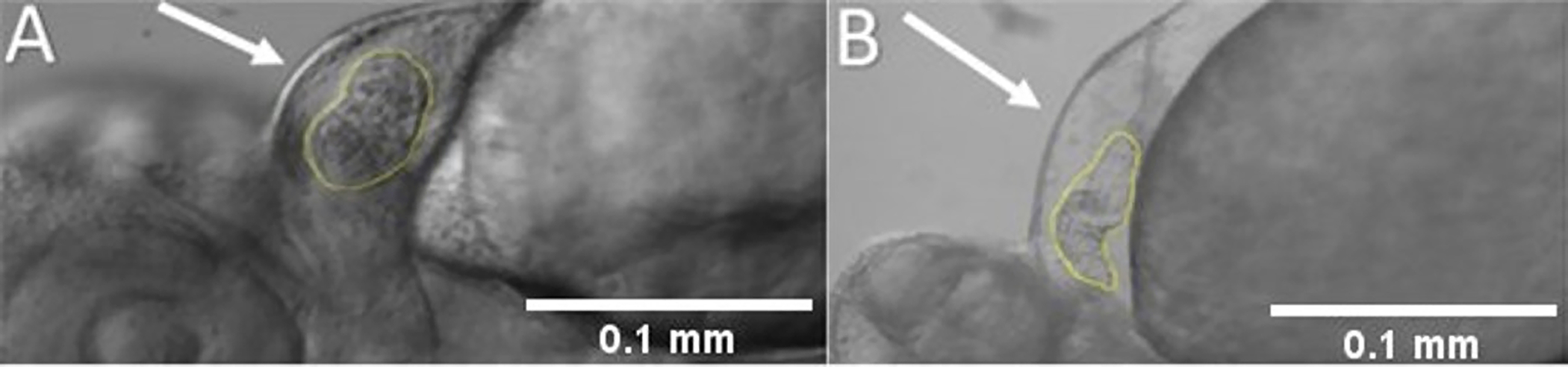 Figure 3: