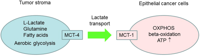 Fig. 10.