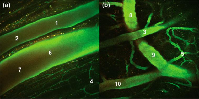 Figure 7