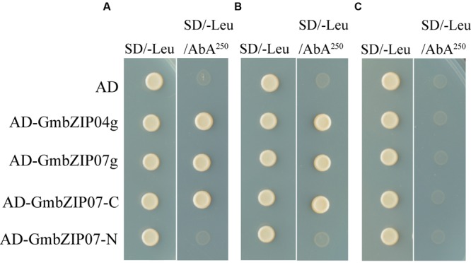 FIGURE 5