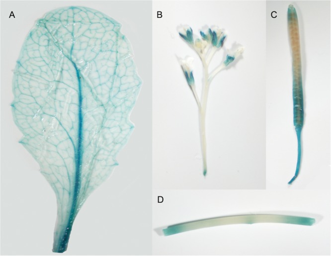 FIGURE 3