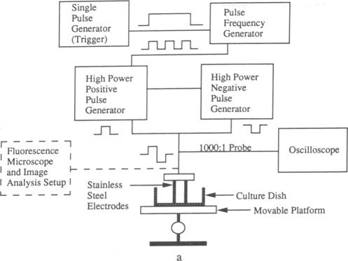 graphic file with name pnas01060-0181-a.jpg