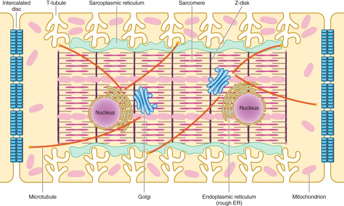 FIGURE 1.