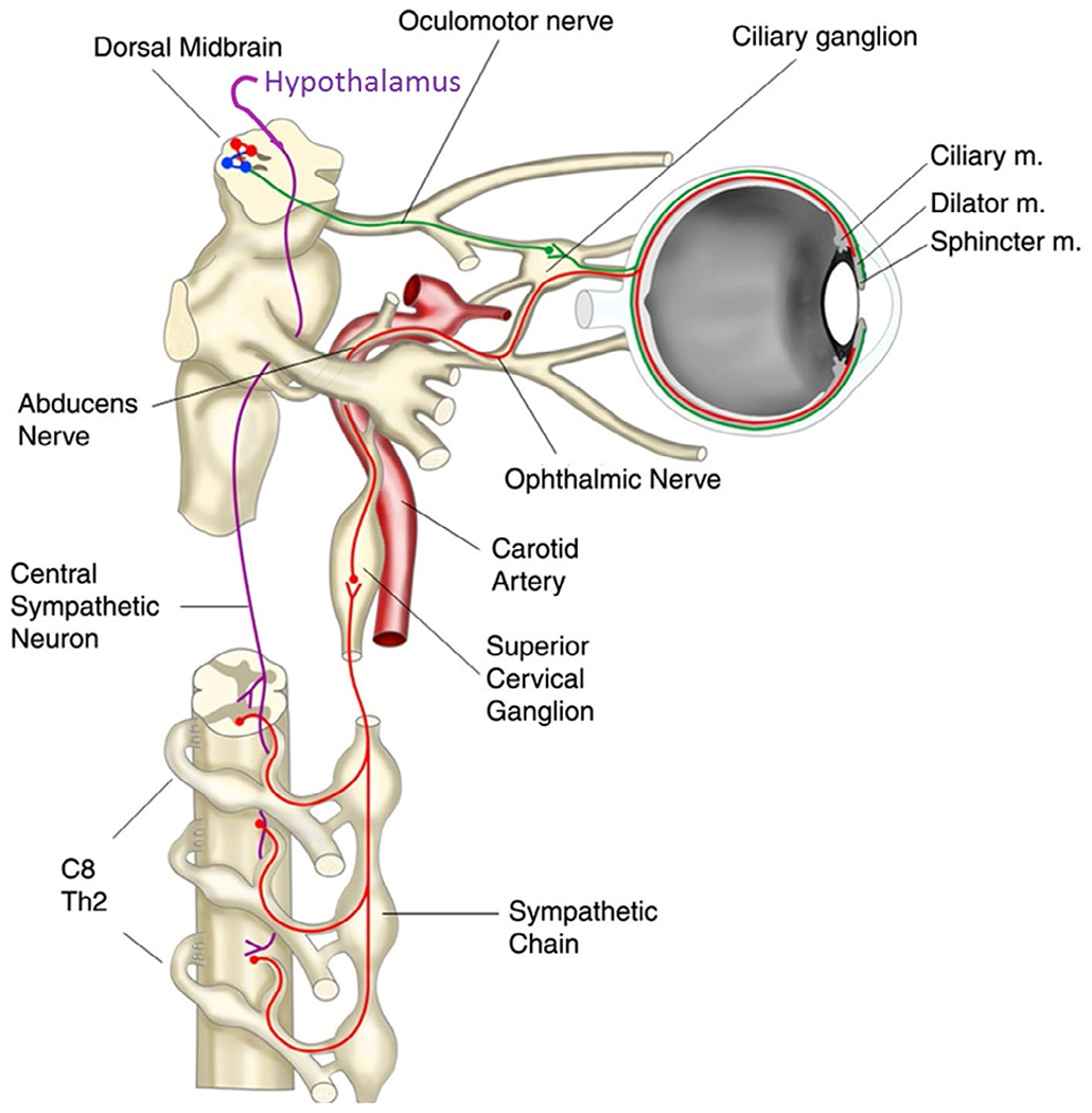 FIGURE 3