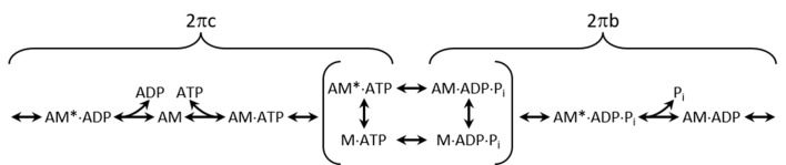 Figure 5—figure supplement 1.