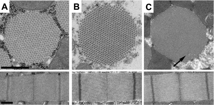 Figure 3—figure supplement 1.