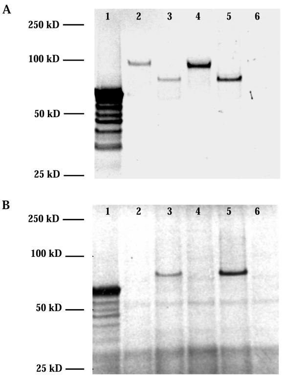 Figure  5