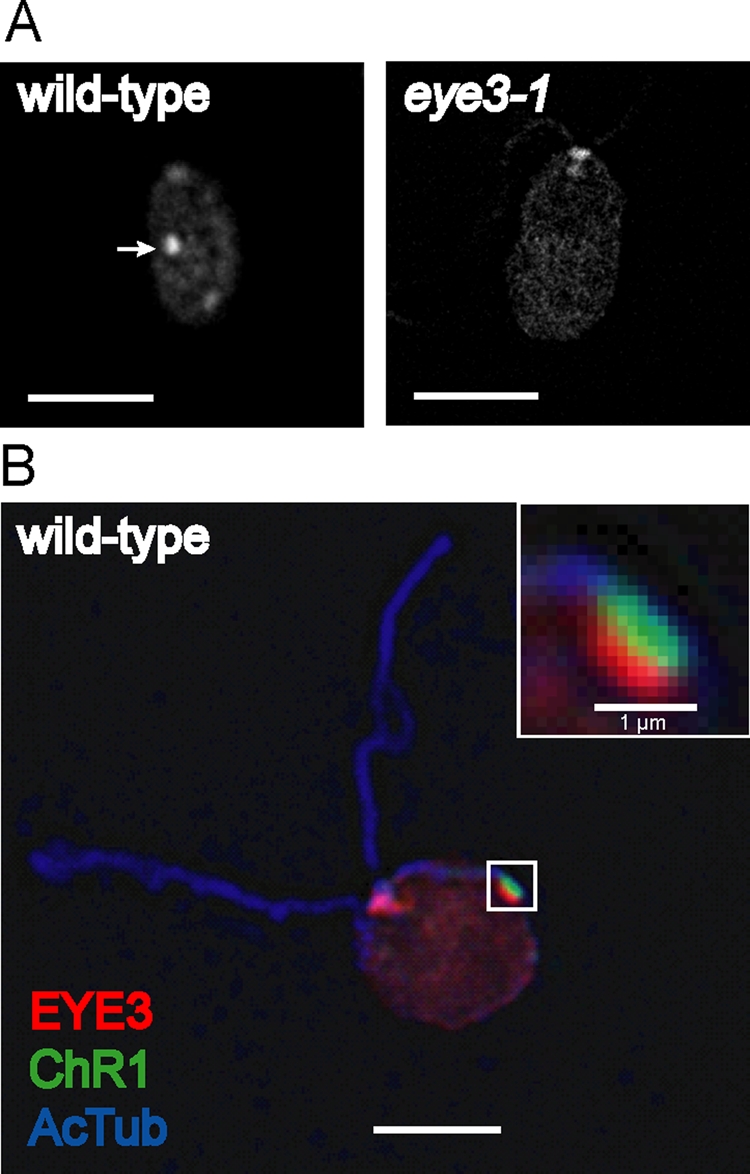 FIGURE 4: