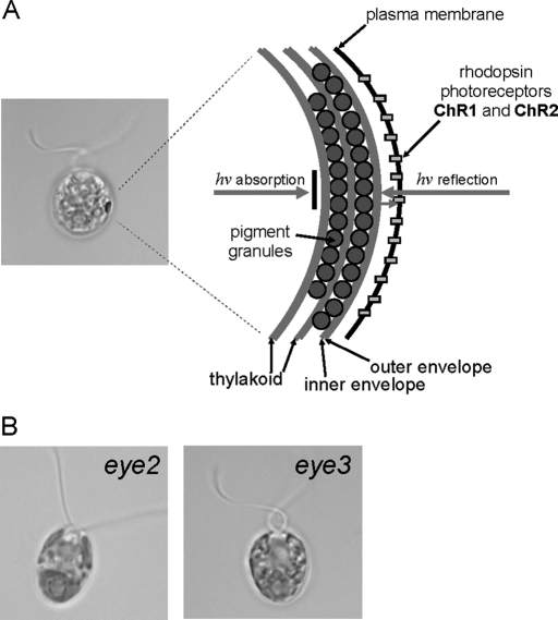 FIGURE 1: