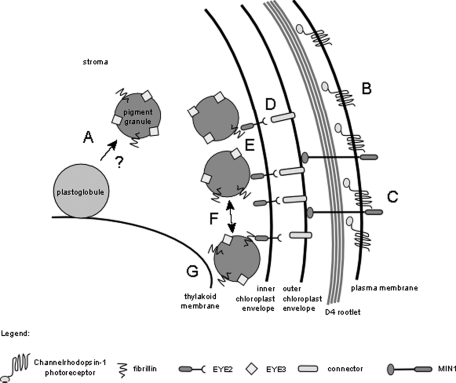 FIGURE 7: