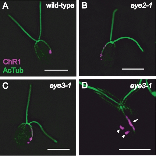 FIGURE 2: