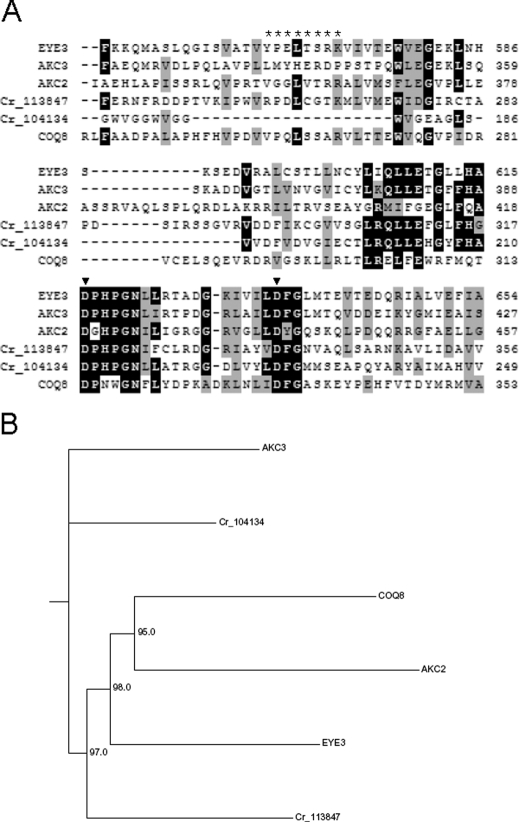 FIGURE 3: