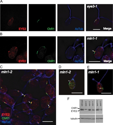 FIGURE 6: