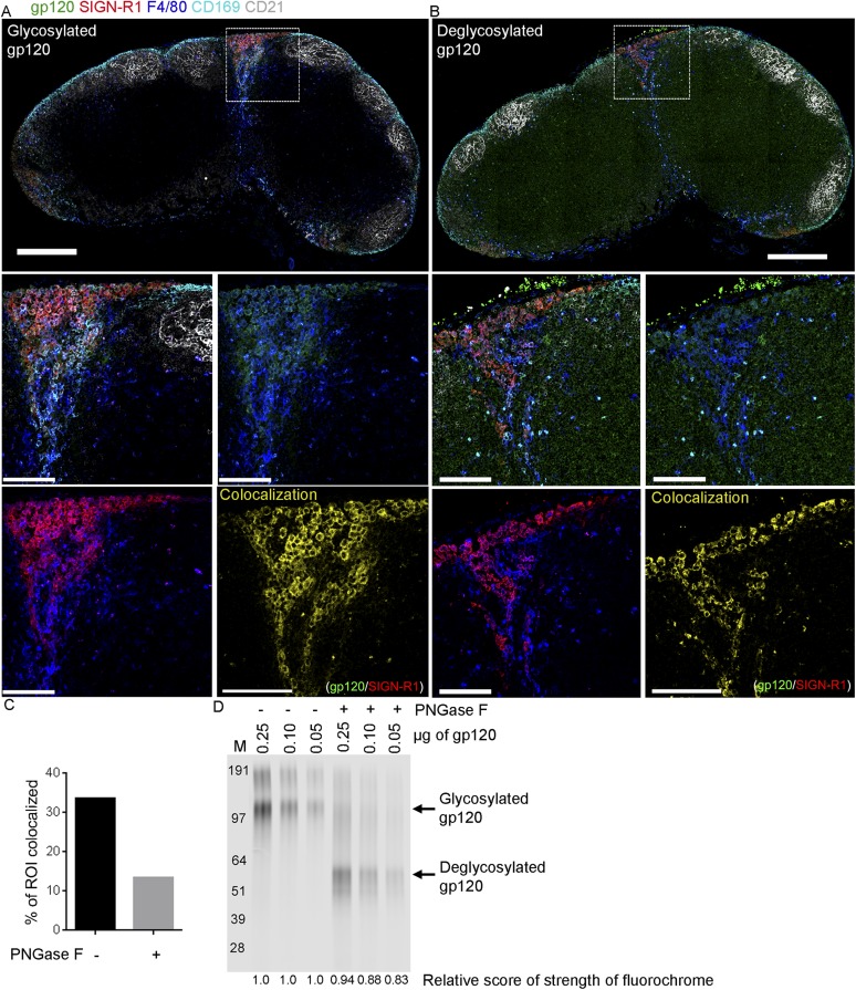 Figure 5—figure supplement 1.