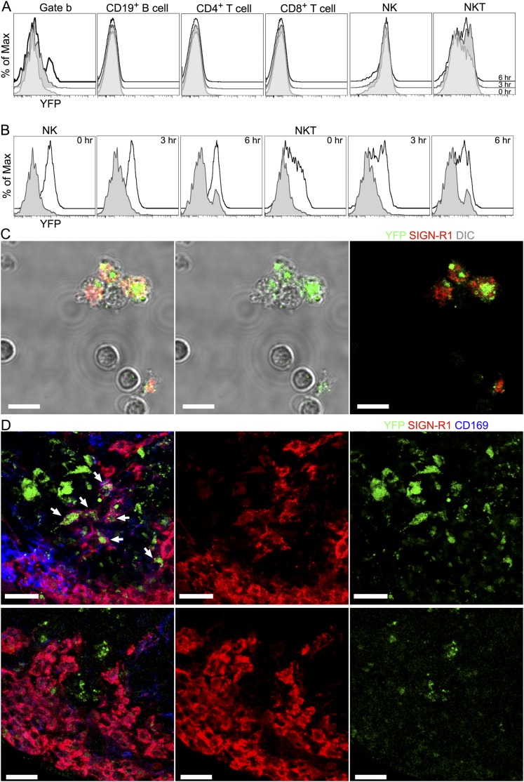 Figure 1—figure supplement 3.