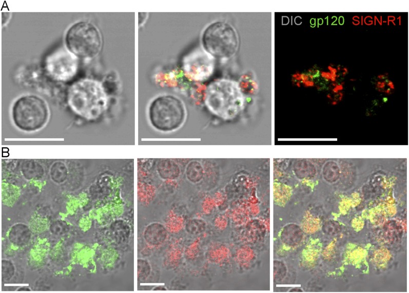 Figure 1—figure supplement 1.