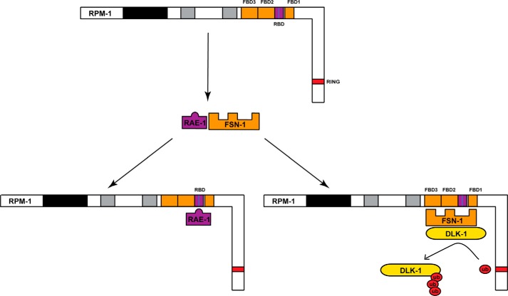 FIGURE 10.