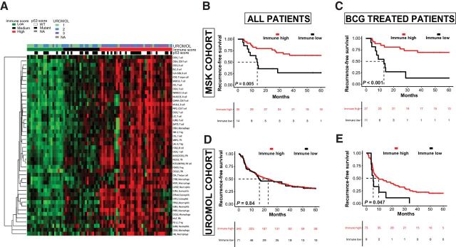 Figure 3. RNA expression–based immune score differs among UROMOL subclasses and is associated with RFS after BCG. A, Average expression counts for markers of various immune cell types for each patient. B–E, RFS by immune score in the entire MSK cohort (B); MSK patients treated with BCG (C); entire UROMOL cohort (D), UROMOL patients treated with BCG (E).