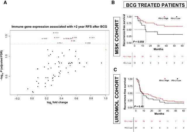 Figure 4. Immune correlates of recurrence following BCG treatment. A, Volcano plot demonstrating correlation of expression of individual immune-related genes with probability of remaining free of a high-grade recurrence beyond 24 months after BCG (only genes statistically significant after Benjamini–Hochberg false discovery correction are in red and labeled). RFS by PD-L1 (CD274) expression among BCG-treated MSK patients (B) and patients in the UROMOL cohort (C).