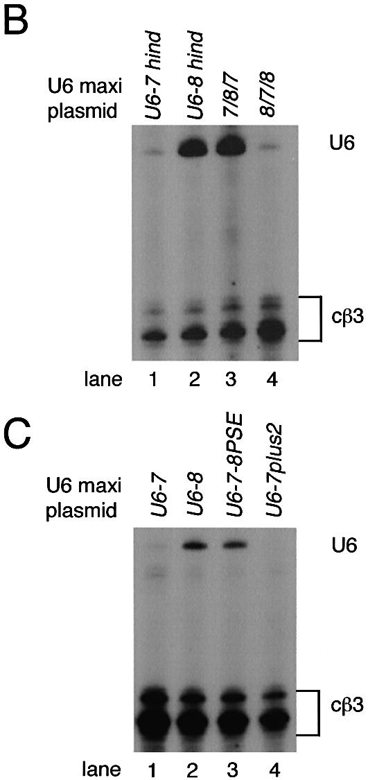 Multiple, dispersed human U6 small nuclear RNA genes with varied ...