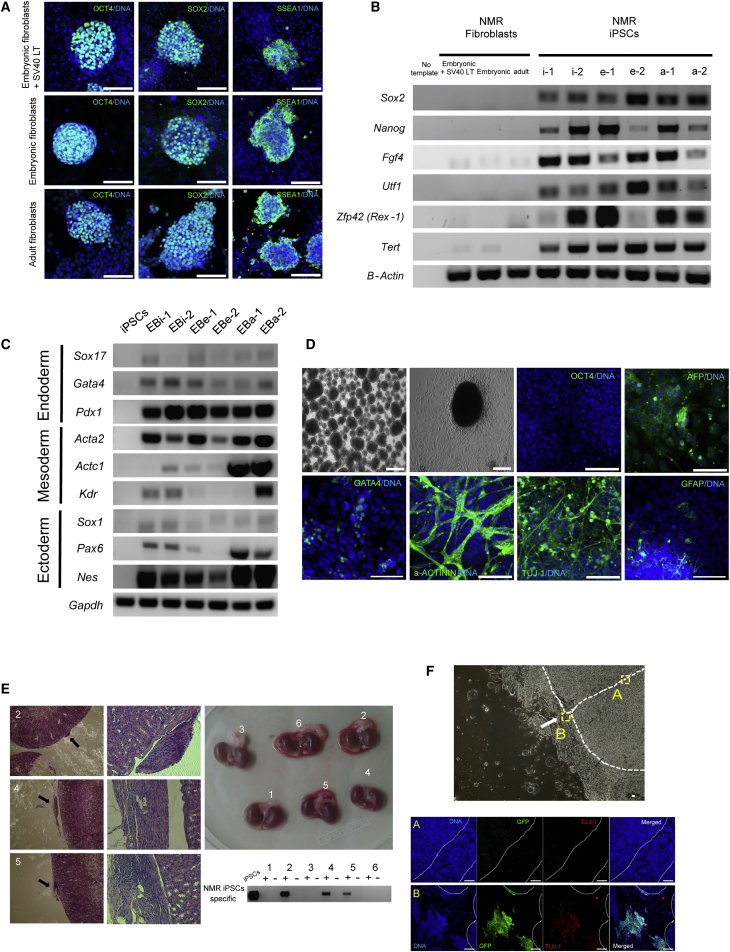 Figure 2