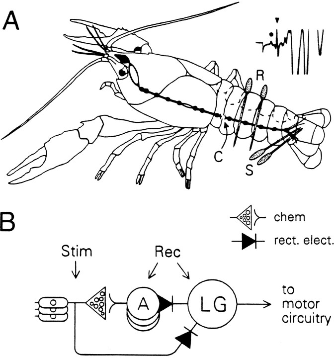 Fig. 1.