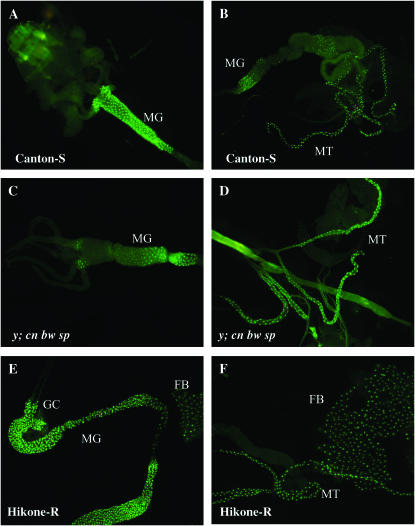 Figure 3.—