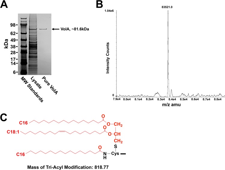 FIG 3