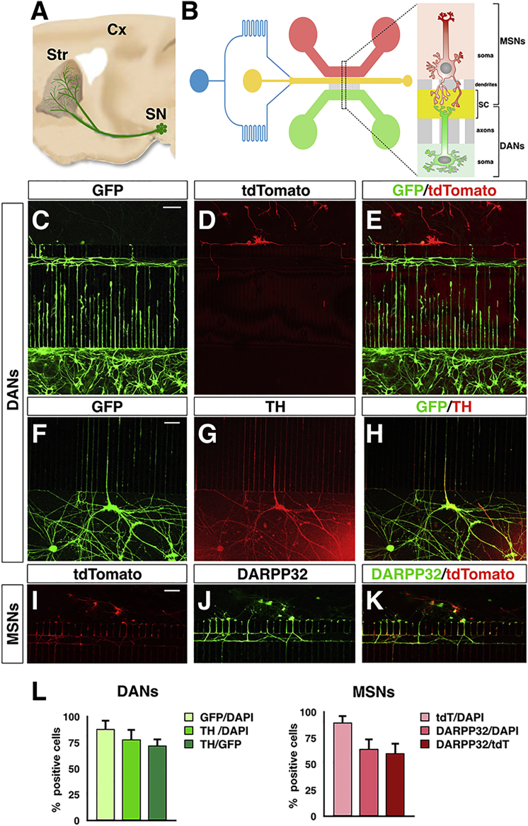 Figure 2