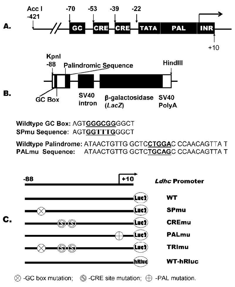 FIG. 1