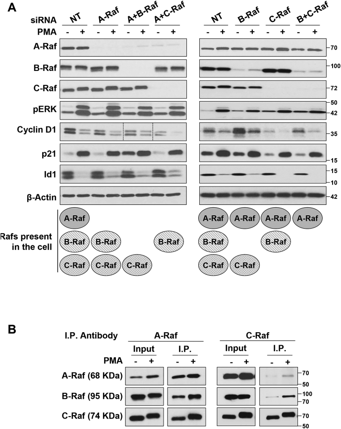 Figure 6