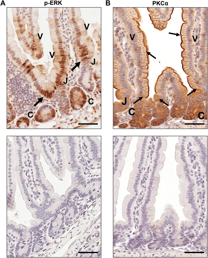 Figure 13