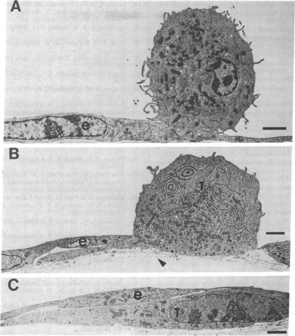 graphic file with name pnas00011-0301-a.jpg