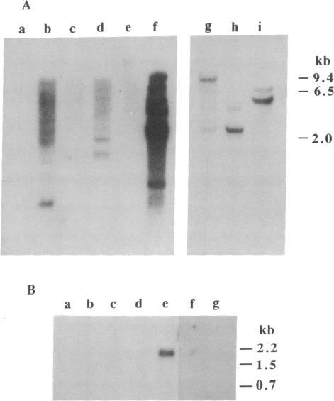 graphic file with name pnas01096-0439-a.jpg