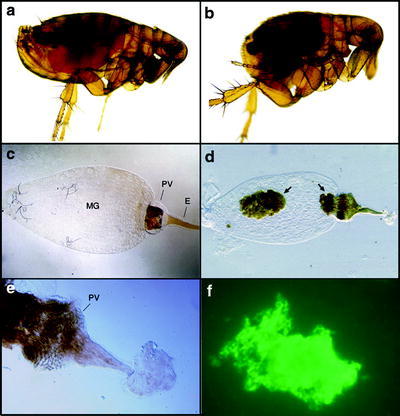 Fig. 9.2