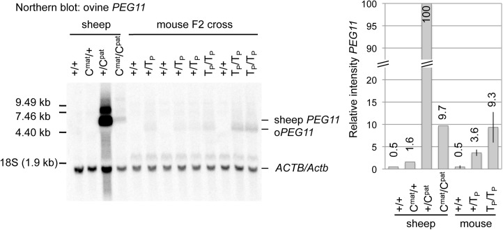 Fig 5