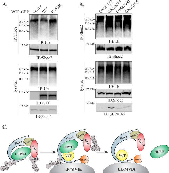 FIGURE 5: