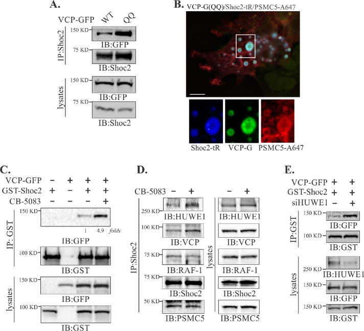 FIGURE 3: