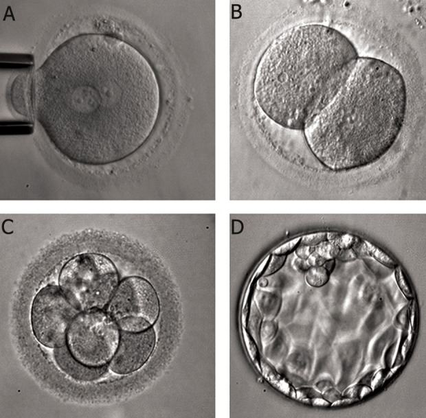 Fig 9