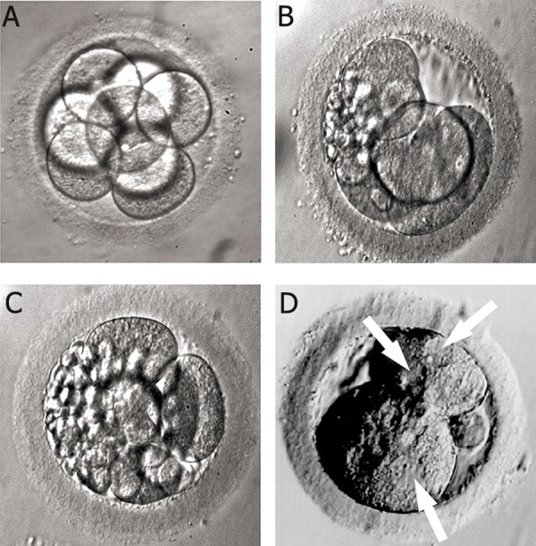 Fig 6