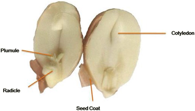 Fig. 2