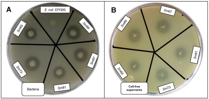 Figure 5