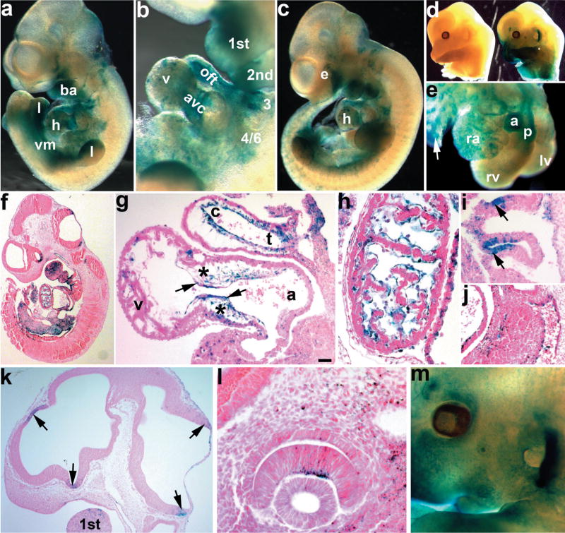 FIG. 1