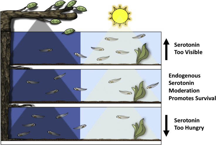 Figure 6