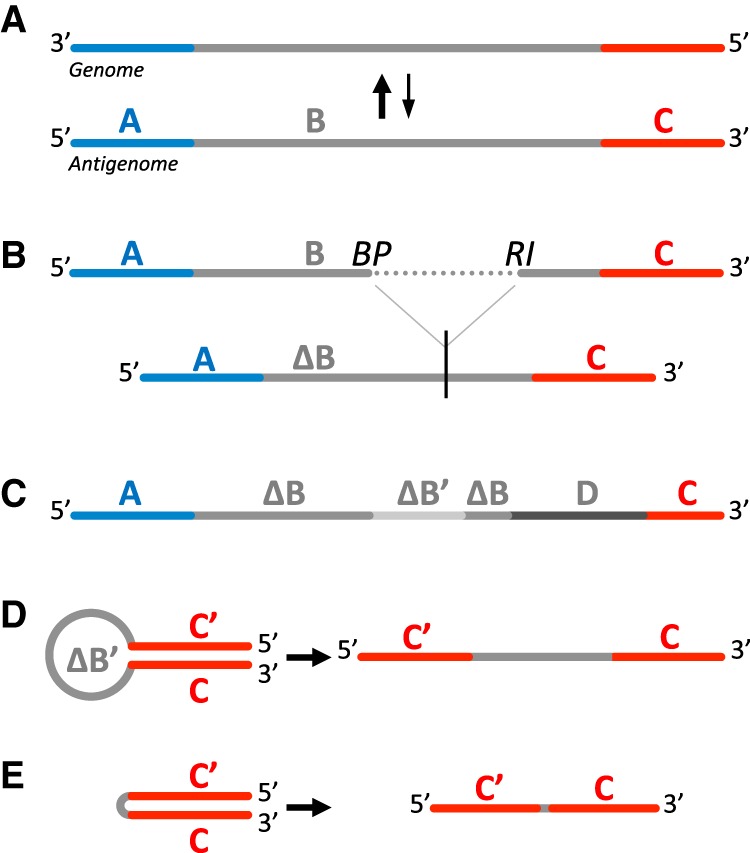 FIGURE 1.