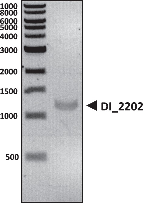 FIGURE 5.