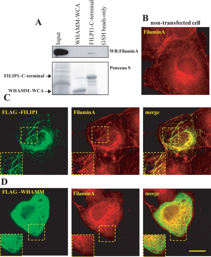 FIGURE 4: