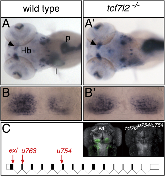 Figure 1